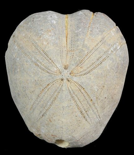 Toxaster Fossil Echinoid (Sea Urchin) - Agadir, Morocco #46412